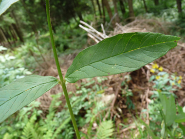 Feuilles lancéolées opposées ou verticillées par 3 à 5 et dotées d'un court pétiole. Agrandir dans une nouvelle fenêtre (ou onglet)